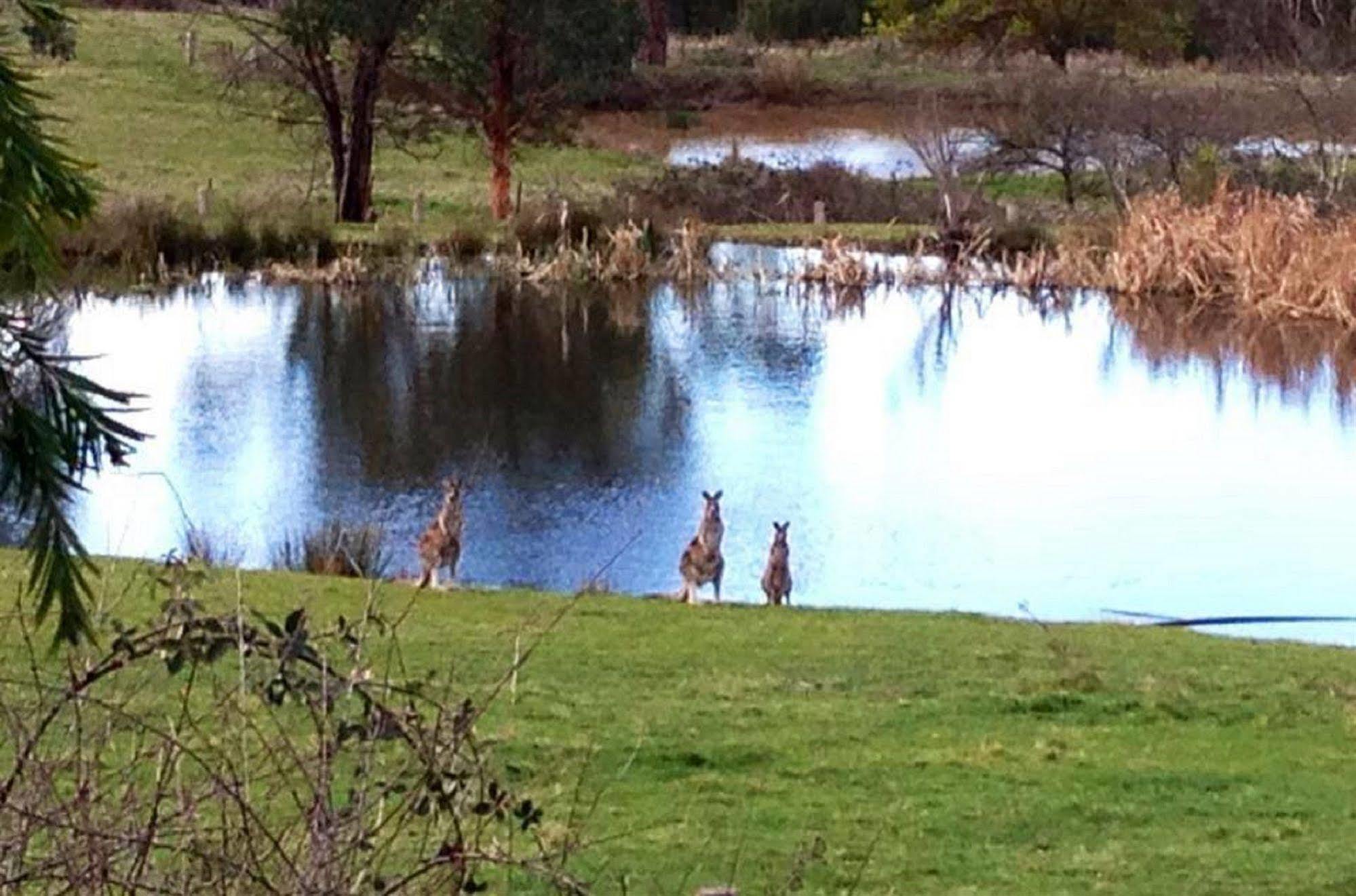 Australian Home Away @ Wonga Park Brushy Creek Eksteriør bilde